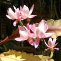 image epiphyllum-deutche-kaiserin-jpg