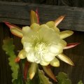 image epiphyllum-cream-1-jpg