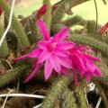 image ratstail-cactus-aporocactus-flagelliformis-jpg