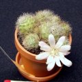 image mini-cactus-1-jpg