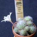 image mini-cactus-2-jpg