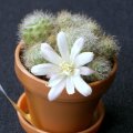 image mini-cactus-3-jpg