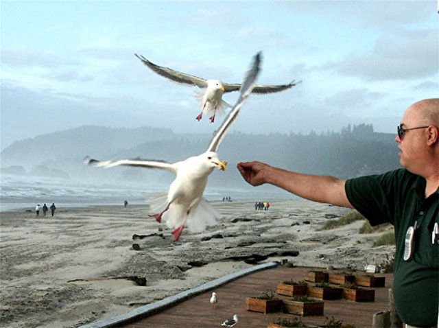 image 055-feeding-seagulls-at-cannon-beach-jpg