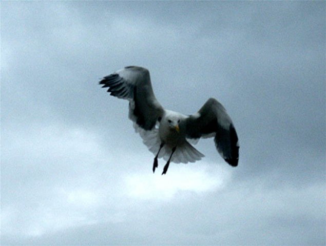 image 062-seagull-in-flight-jpg