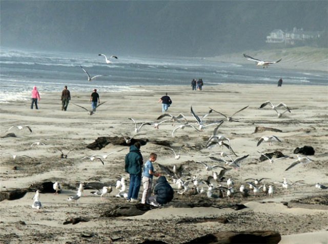image 065-seagulls-at-cannon-beach-2-jpg
