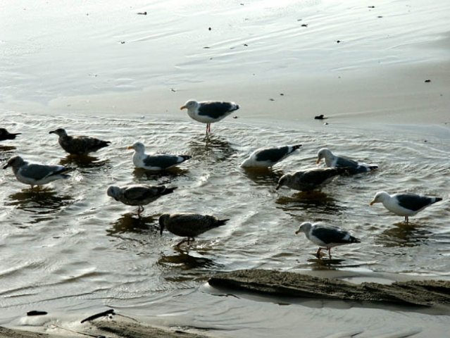 image 068-seagulls-at-play-cannon-beach-jpg
