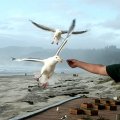 image 055-feeding-seagulls-at-cannon-beach-jpg