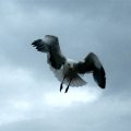 image 062-seagull-in-flight-jpg