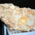 image 03-fossilized-shells-specimen-jpg
