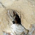 image 33-a-dead-bat-in-an-aven-in-cave-ceiling-jpg