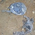 image 41-remains-of-a-turtle-and-an-unidentified-small-marsupial-jpg