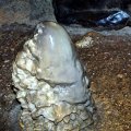 image 40-stalagmite-jpg
