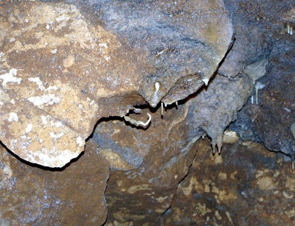 image 53-fairy-cave-helictite-formation-scorpion-tail-jpg