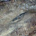 image 41-fairy-cave-fish-fossil-jpg