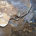 image 53-fairy-cave-helictite-formation-scorpion-tail-jpg