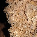 image 30-cave-coral-jpg
