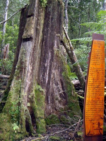 image 04-ancient-tree-stump-jpg