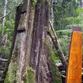 image 04-ancient-tree-stump-jpg