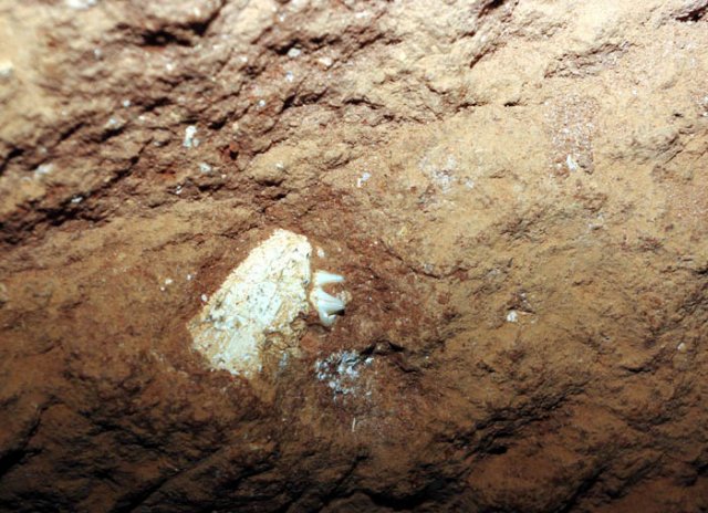 image 17-fossil-tooth-in-bone-cave-jpg