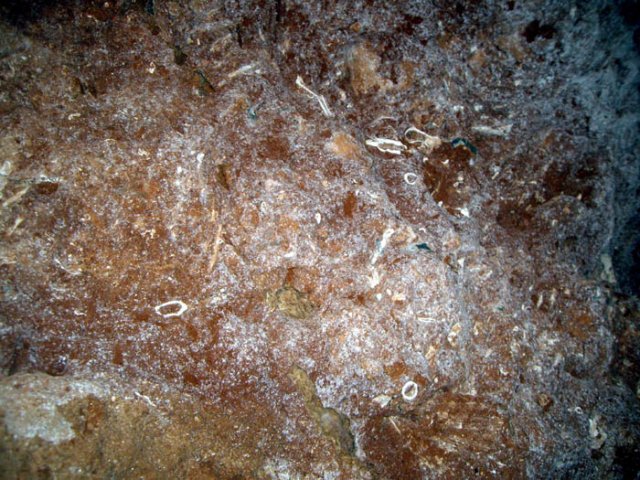 image 20-bone-breccia-coarse-grained-sedimentary-rock-with-bone-fragments-embedded-jpg