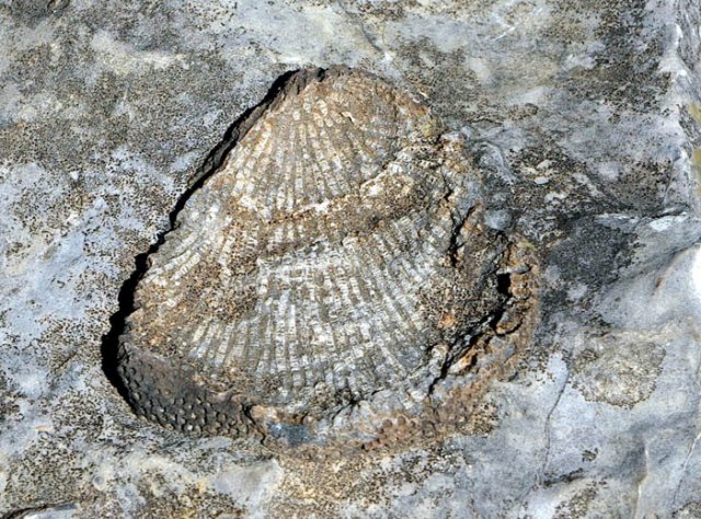 image 32-coral-fossil-jpg