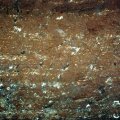 image 16-bone-breccia-coarse-grained-sedimentary-rock-with-embedded-bone-fragments-jpg