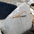 image 25-cone-shell-fossil-jpg