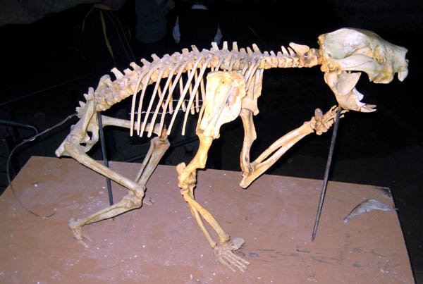 image 38-skeleton-of-leo-the-marsupial-lion-thylacoleo-carnifex-jpg