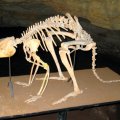 image 39-skeleton-of-stanley-the-extinct-leaf-eating-kangaroo-simosthenurus-occidentalis-jpg