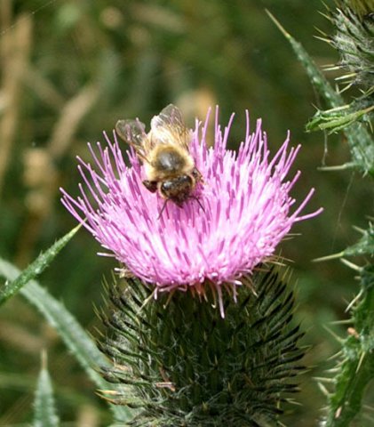 image bee-on-spear-or-black-thistle-cirsium-vulgare-2-jpg