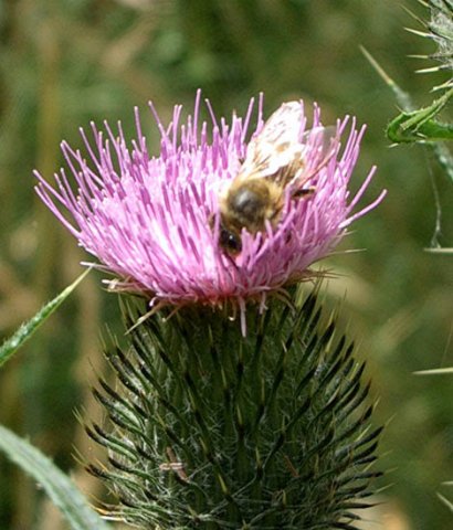 image bee-on-spear-or-black-thistle-cirsium-vulgare-3-jpg