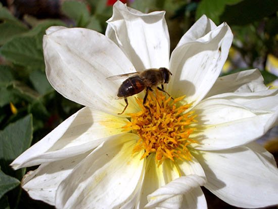 image bee-on-bloom-1-jpg