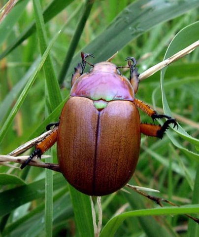 image beetle-at-tambo-river-1-jpg