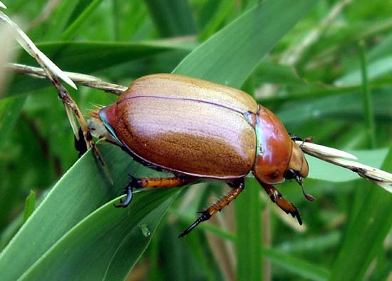 image beetle-at-tambo-river-2-jpg