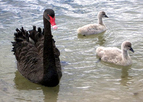 image black-swan-cygnets-lakes-entrance-jpg