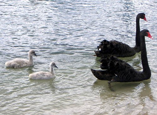 image black-swans-cygnets-1-lakes-entrance-jpg
