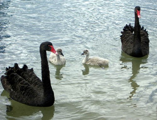 image black-swans-cygnets-2-lakes-entrance-jpg