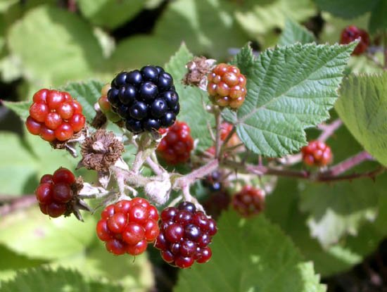 image blackberries-jpg