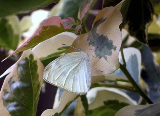 image cabbage-moth-2-jpg