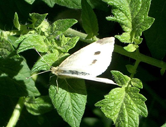 image cabbage-moth-3-jpg
