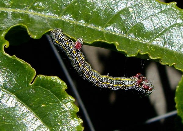 image caterpillar-on-passionfruit-leaf-jpg
