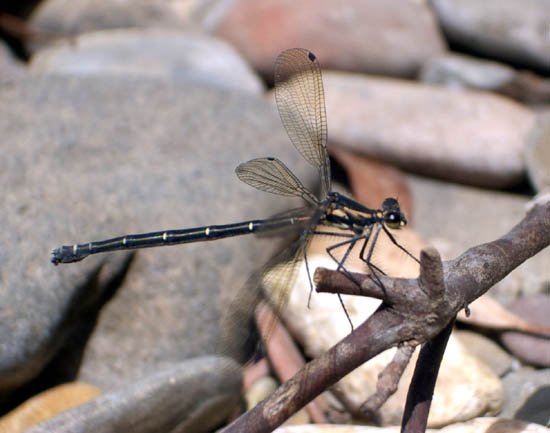 image dragonfly-3-jpg