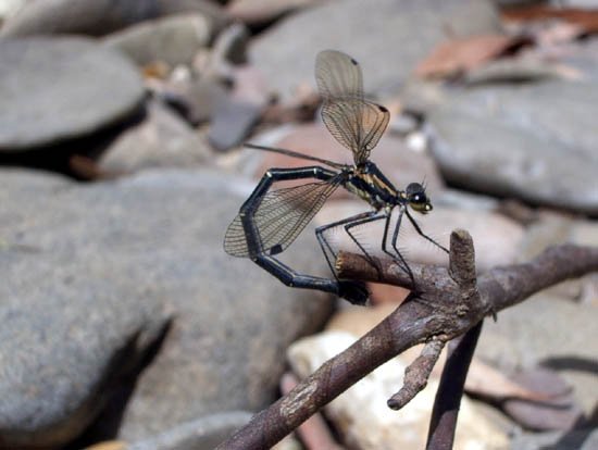image dragonfly-4-jpg