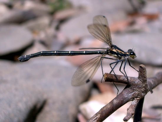 image dragonfly-6-jpg