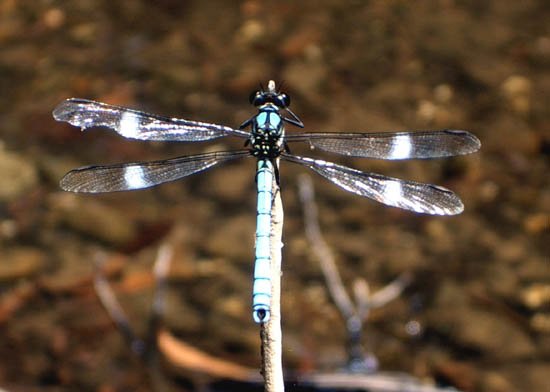 image dragonfly-blue-2-jpg