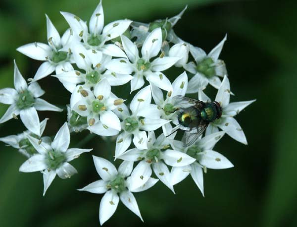 image fly-on-garlic-chives-inflorescence-jpg