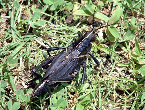 image grasshopper-burns-point-louisiana-jpg