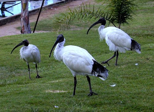 image ibises-bribie-island-jpg