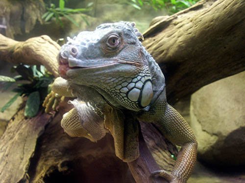 image iguana-jpg
