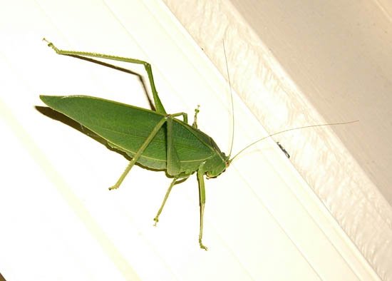 image katydid-pterophylla-1-jpg
